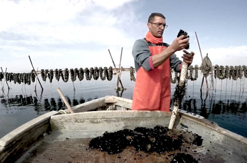 Crisi della mitilicoltura a Taranto: ci sono 300mila euro