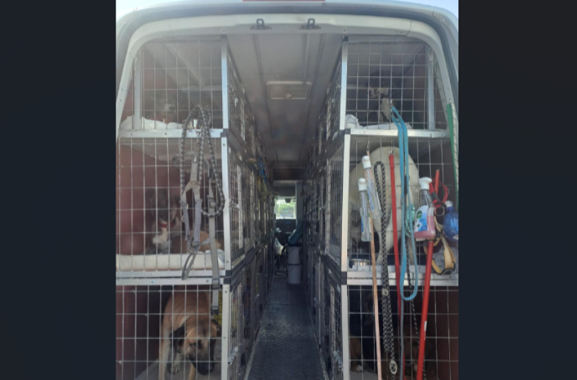 Bari, fermato camion con 46 cuccioli trasportati senza documenti: maxi-multa e fermo del mezzo