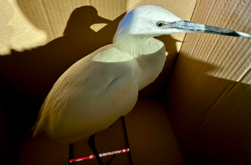 Molfetta, i volontari del Centro recupero Tartarughe Marine WWF mettono in salvo una garzetta