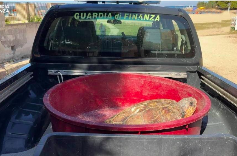 Gallipoli, ritornano in mare a Riva Bella due tartarughe marine recuperate dalla Gdf a Leuca