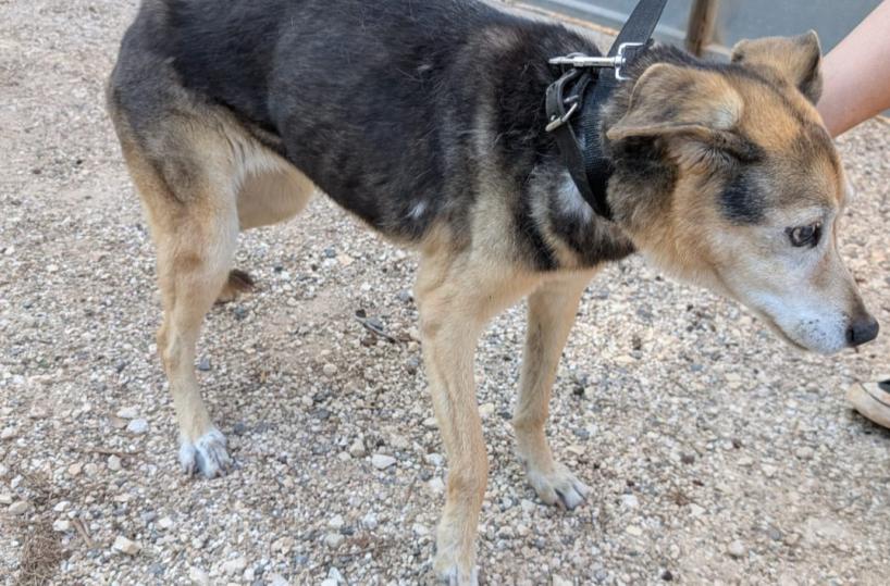 Tricase, cangnolona anziana scivola in un tombino: salvata