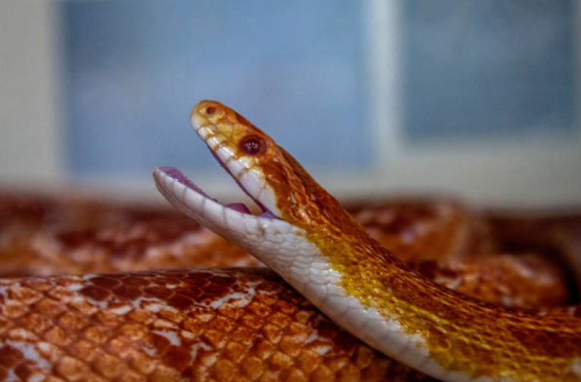 Lecce, recuperato un esemplare di serpente del grano a spasso per la città