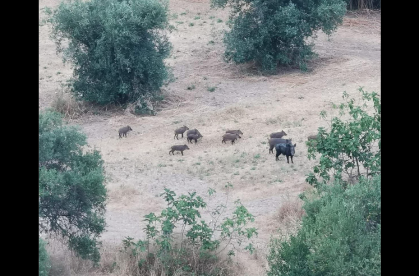 Mottola, torna la paura dei cinghiali: un branco avvistato sulle «Terrazze»