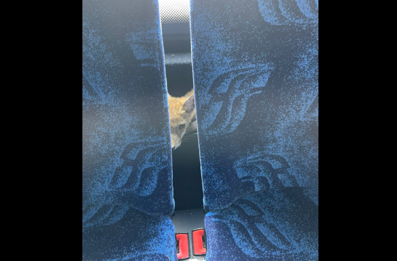 Sorpresa sul bus Bari-Martina Franca: a bordo c'è una piccola volpe