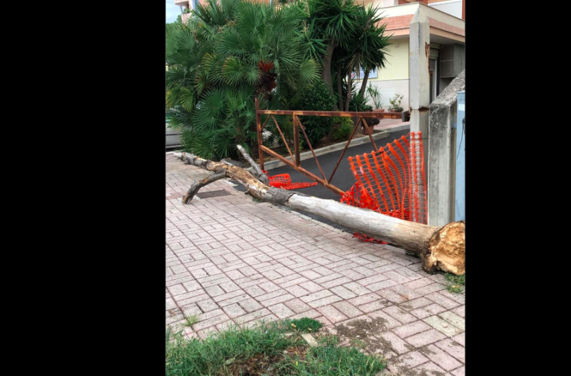 Andria, albero secco caduto per il vento. Il Comune: «È un caso isolato»