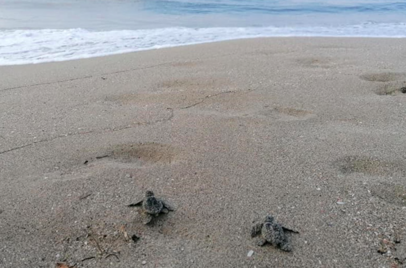 Sulla spiaggia di Pino di Lenne 17 tartarughine caretta caretta prendono il largo