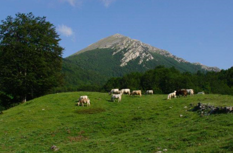 Basilicata, pronto il piano strategico per il patrimonio boschivo