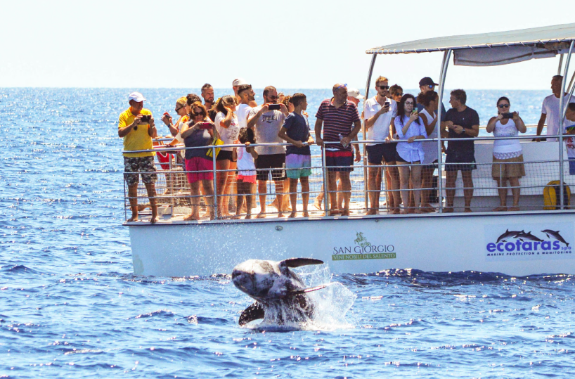 Taranto, «Nel golfo 18mila mammiferi marini»