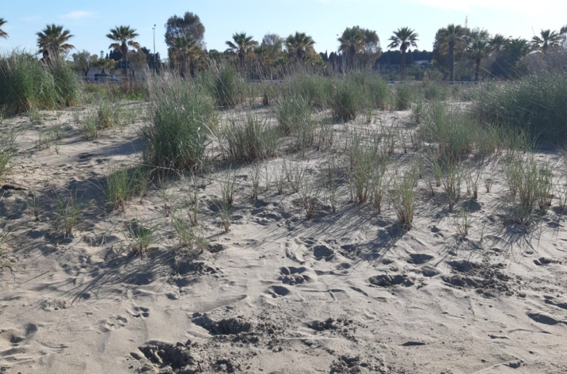 Barletta, ecco la proposta: il «Jova Beach» più distante dalle dune