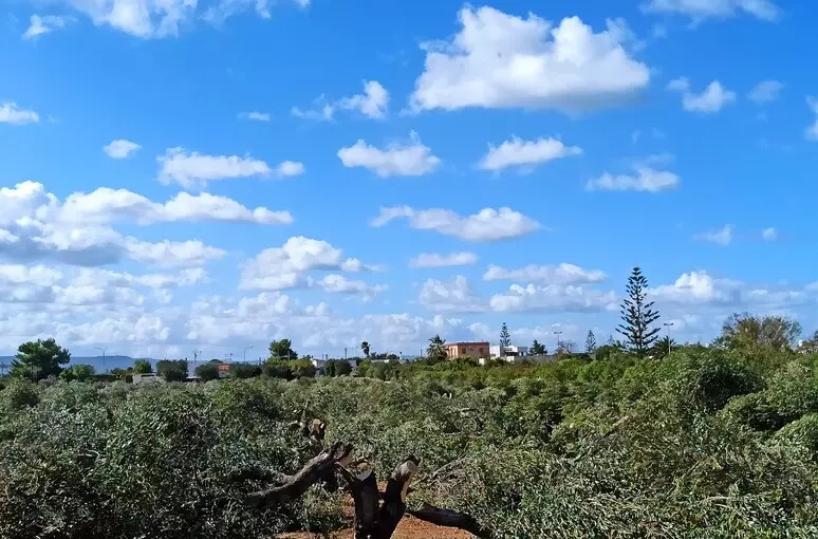 Intimidazione ad ex consigliere del Pd Puglia, tagliati 200 ulivi a Ostuni 