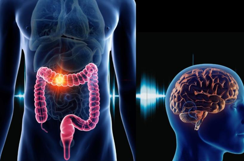 L'intestino modifica la chimica del cervello e causa malattie gravi