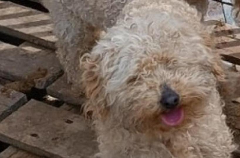 Martina Franca, le aziende di rifiuti fanno chiarezza: «Nessun veleno sulle caditoie»