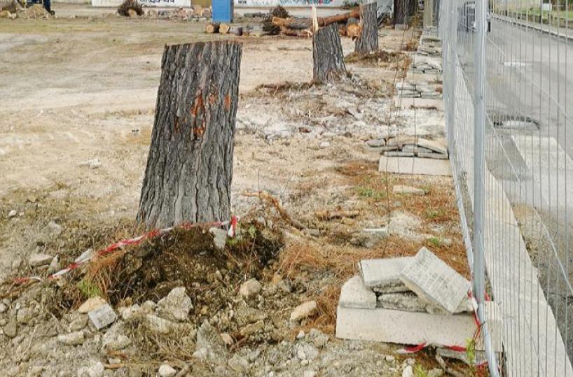 Bari, via i primi alberi per il Btr ed esplode la polemica. Il Comune: «Sacrifici contenuti»