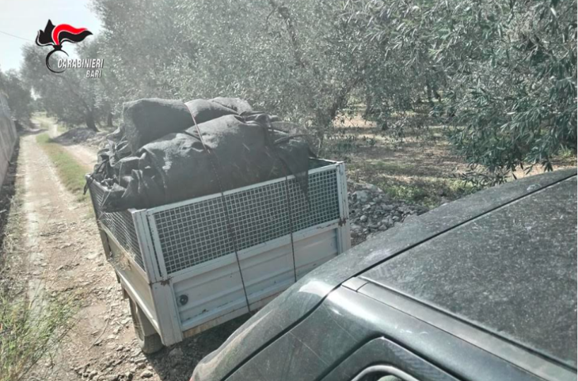 Modugno, due denunce per furto di olive: avevano già raccolto 53 quintali per il valore di 6mila euro