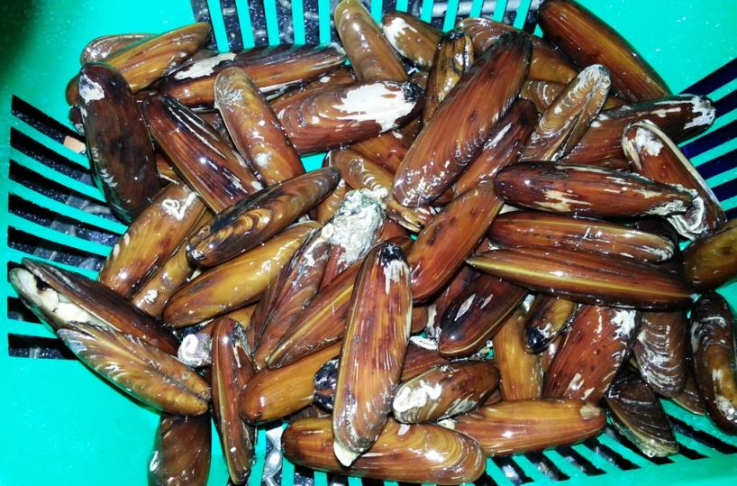 Pesca abusiva di datteri di mare, scatta il blitz a nord di Bari: misure cautelari