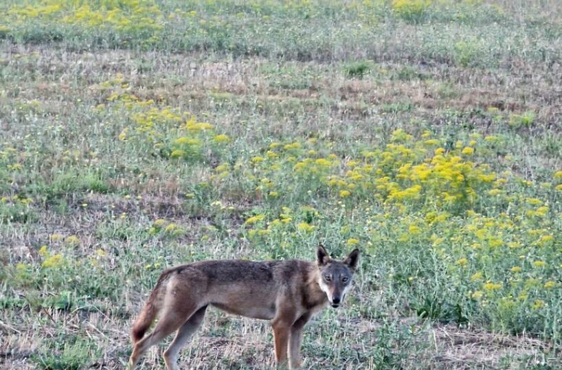 Wolf Puglia, il progetto per monitorare i lupi e le loro interazioni con le attività produttive 