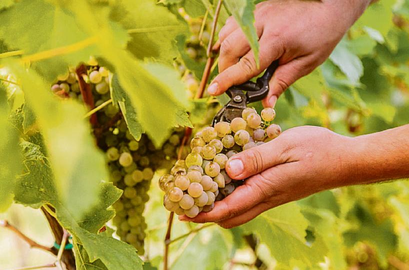I grappoli della vendemmia, quando si sentiva il mosto e Calvino descriveva i filari