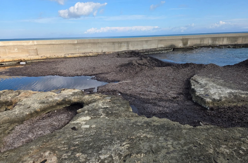 Darsena San Cataldo, approdo inagibile per le alghe: ora i diportisti vogliono indietro i soldi