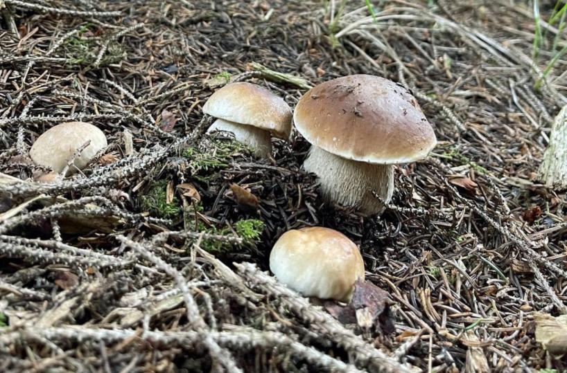 Ostuni, donna di 80 anni muore: aveva mangiato funghi selvatici una settimana fa