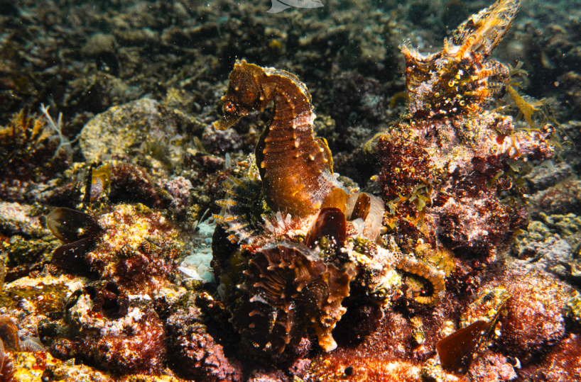 Taranto, «La pesca di frodo uccide i cavallucci»: solo il 30% riesce a sopravvivere nel mar Piccolo
