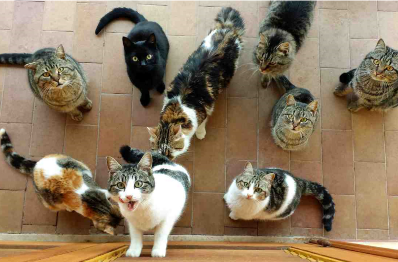 «Già dieci gatti randagi avvelenati»: Palagianello diventa caso nazionale