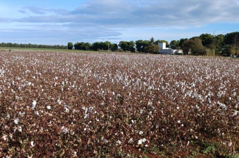 Cotone made in Puglia, la visione di Armani nel progetto di agricoltura rigenerativa a Rutigliano