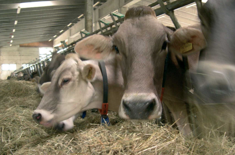 A Bella oggi il meeting degli allevatori lucani di bovini da latte