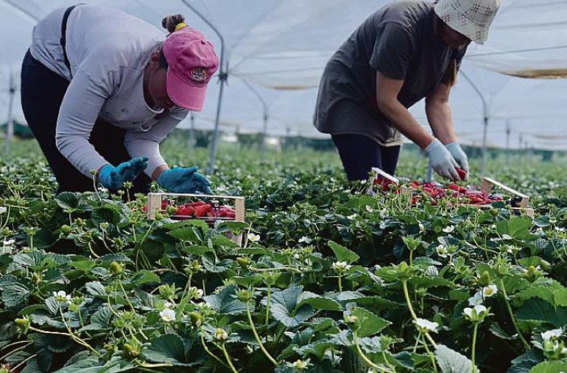 Le braccia «invisibili» nel mondo dei campi: le donne guadagnano 1.800 euro l’anno in meno degli uomini