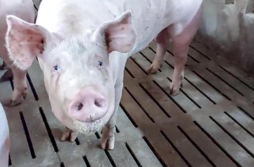 Peste suina africana, Bruxelles revoca le restrizioni in Basilicata: «Risultato frutto di un’azione sinergica»