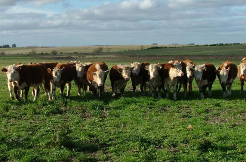 Auto contro una mandria di mucche nel Tarantino: tre animali morti, una donna ferita