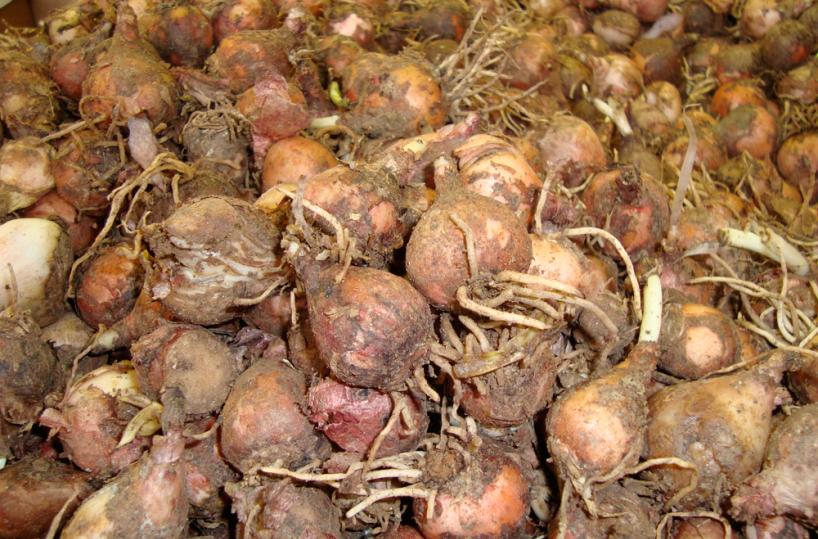 I benefici dei lampascioni e le loro proprietà per la salute 