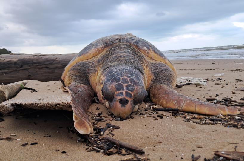 Tartaruga Caretta Caretta trovata sulla spiaggia di San Menaio: l’intervento tardivo costa la vita all’esemplare