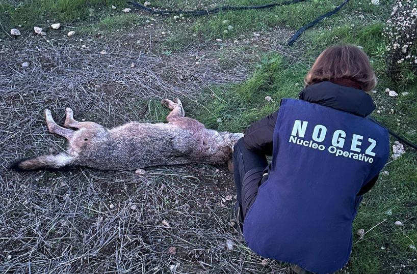 Nel Barese ritrovata una lupa uccisa a colpi di arma da fuoco. La rabbia sui social: «Che sport è uccidere?»