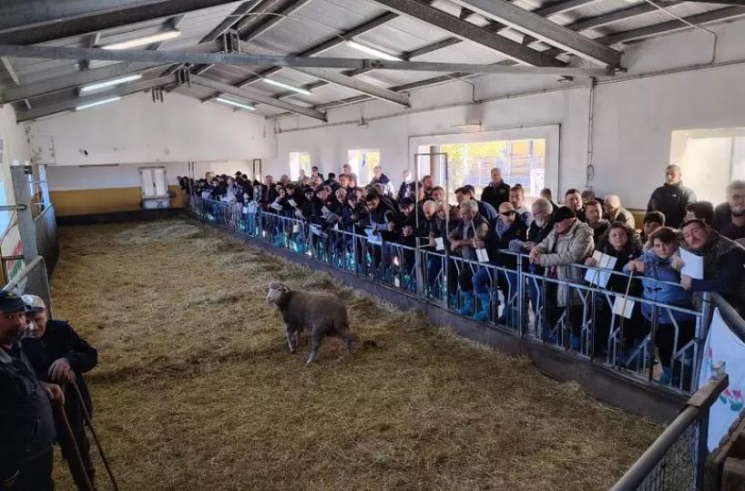 Arieti da record all’asta di Laurenzana: il migliore venduto a 1.300 euro: offerte da tutta Italia per le razze pregiate