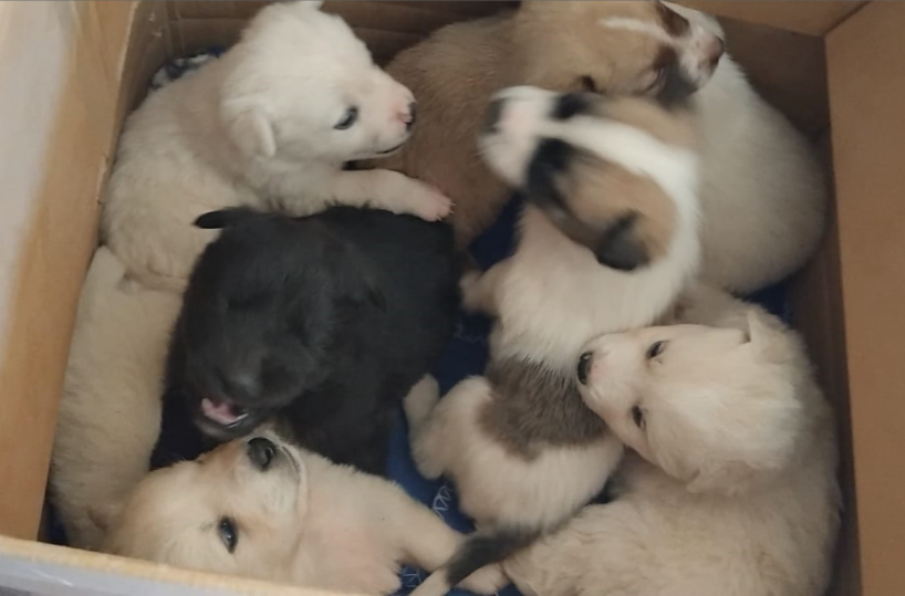 In Puglia è allarme abbandoni di cani e gatti: crescono i numeri del randagismo