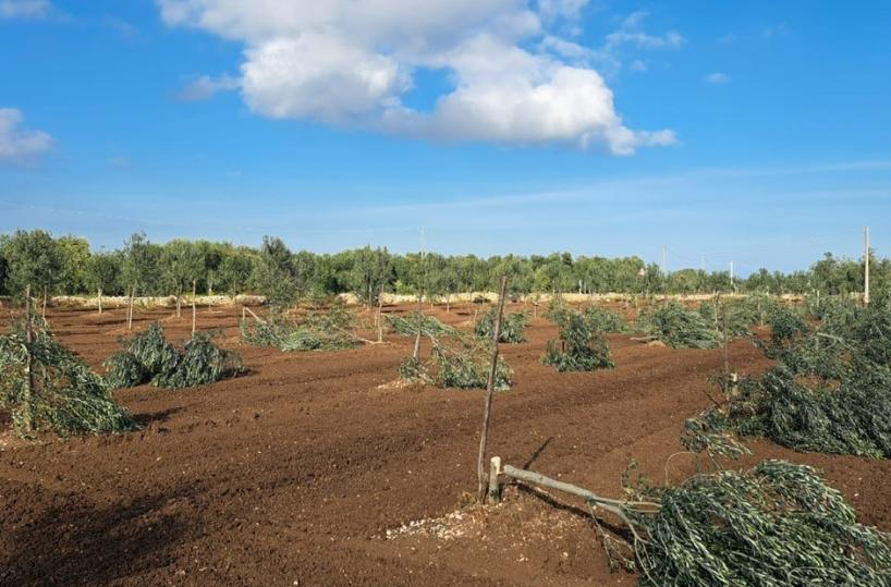 Molfetta, ancora un attacco al presidente Coldiretti: tagliati 200 ulivi dopo i 487 gi&agrave; decimati nelle sue terre