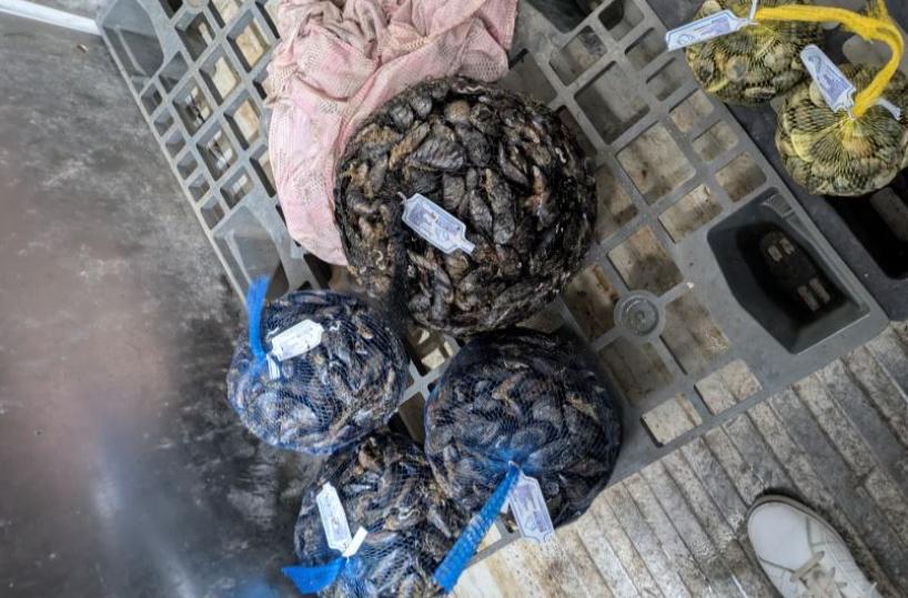 Gallipoli, multiservizi conservava le cozze nell'autocarrozzeria: denunciato il titolare