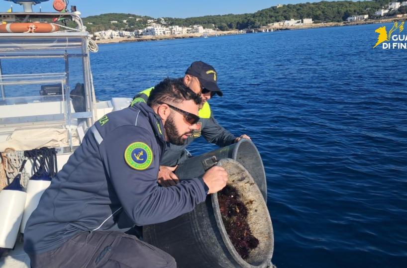 Quattrocento ricci di mare nel bagagliaio: fermato trasportatore abusivo nel Salento. Sanzione da 2mila euro