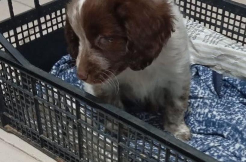 Abbandonata sulla strada: salvata una cucciola di Breton cieca tra Massafra e Palagiano. Albina ora cerca casa