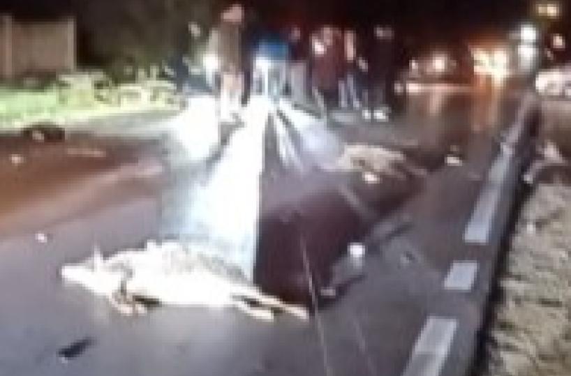 Gregge travolto sulla Ruvo-Corato: dodici pecore morte