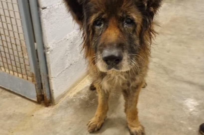 Abbandonato in un recinto pieno di escrementi e fatiscente: pastore tedesco salvato dai volontari del canile di Bari