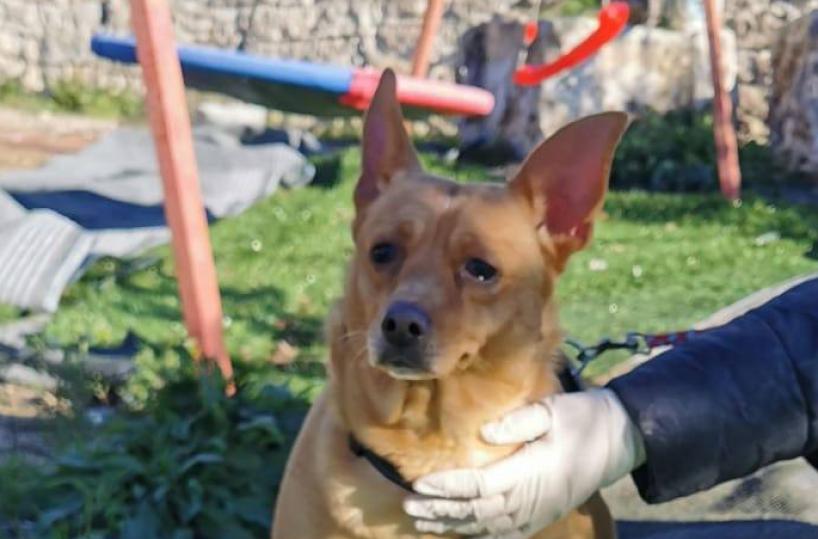Casamassima, donna muore sola in casa e la sua cagnolina, Akita, la veglia per giorni: ora cerca una nuova famiglia