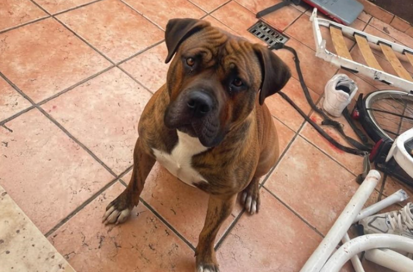 Lizzanello, ha perso il bambino per lo shock la padrona del bulldog ucciso dall'Amstaff