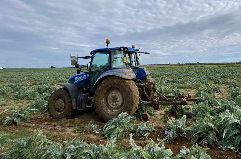 Brindisi, l'agricoltura in crisi: carciofi e olio in caduta libera. Coldiretti: &laquo;Non si riescono pi&ugrave; a coprire i costi di produzione&raquo;