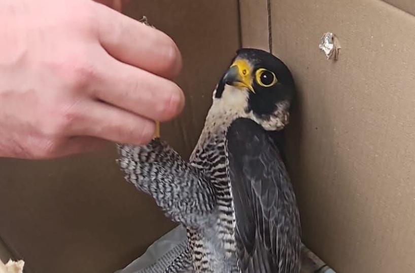 Gagliano del Capo, salvato un falco pellegrino ferito a colpi di arma da caccia