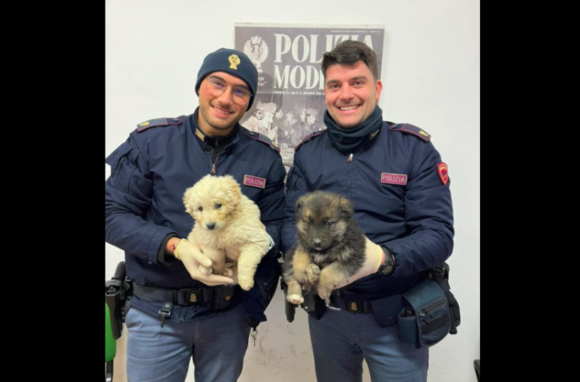 Ss 231, vagavano impauriti tra le auto in corsa: agenti della Volante di Canosa salvano due cuccioli