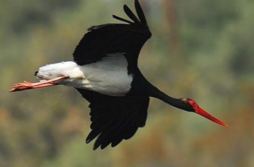 Cicogna nera, il  Parco della Murgia sostiene il progetto di monitoraggio satellitare  