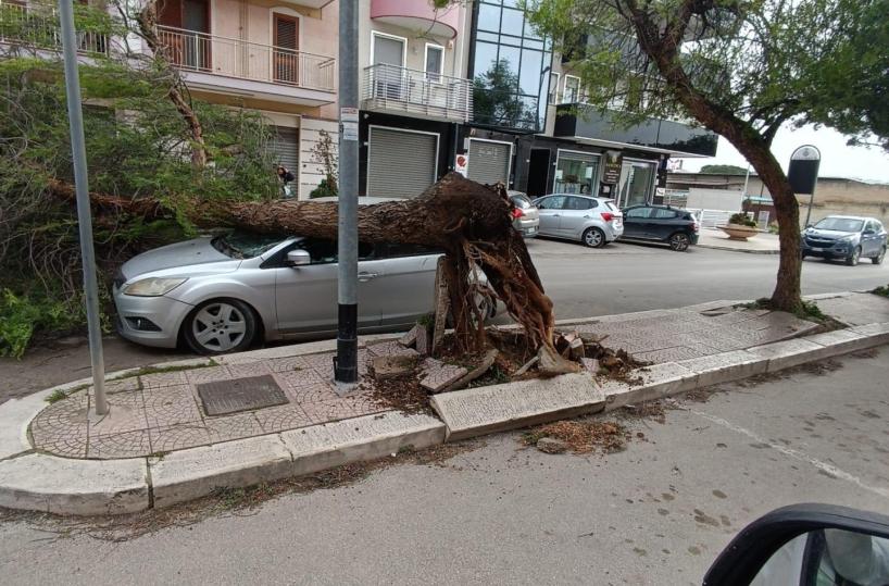 Alberi caduti o pericolanti e vento forte: a Barletta e Trani scatta l&rsquo;allerta maltempo. Colpite anche Margherita e Trinitapoli