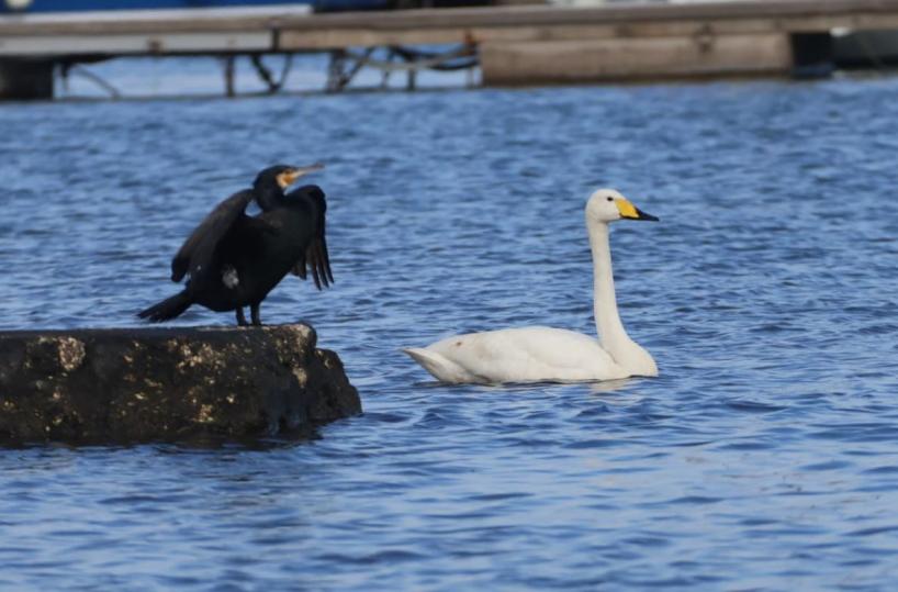 Nicola Nitti, l&rsquo;&laquo;amico dei serpenti&raquo;  di Castellana scopre a Mola un rarissimo cigno