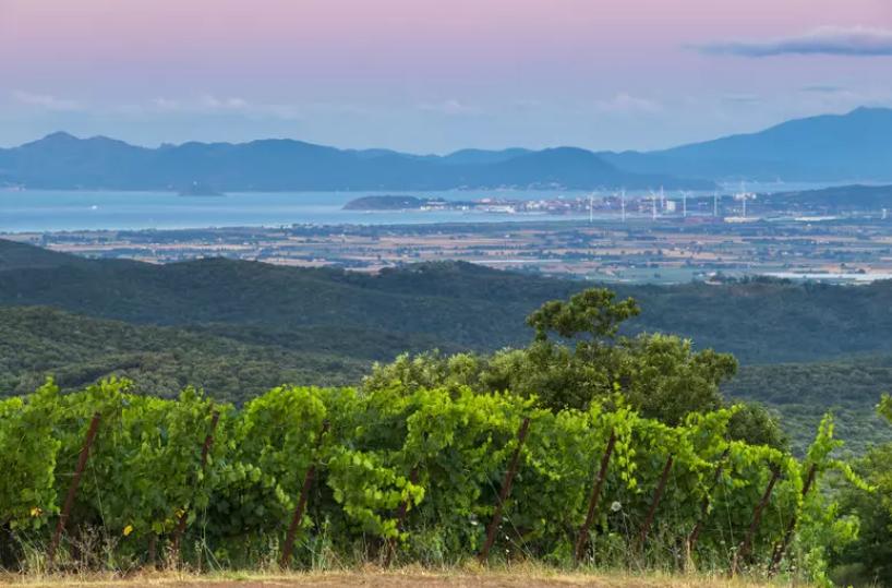Montebamboli, dove i vigneti puntano in alto: ecco una possibilit&agrave;̀ diversa di interpretare la Costa Toscana